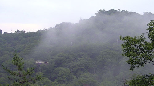 雨降りの森